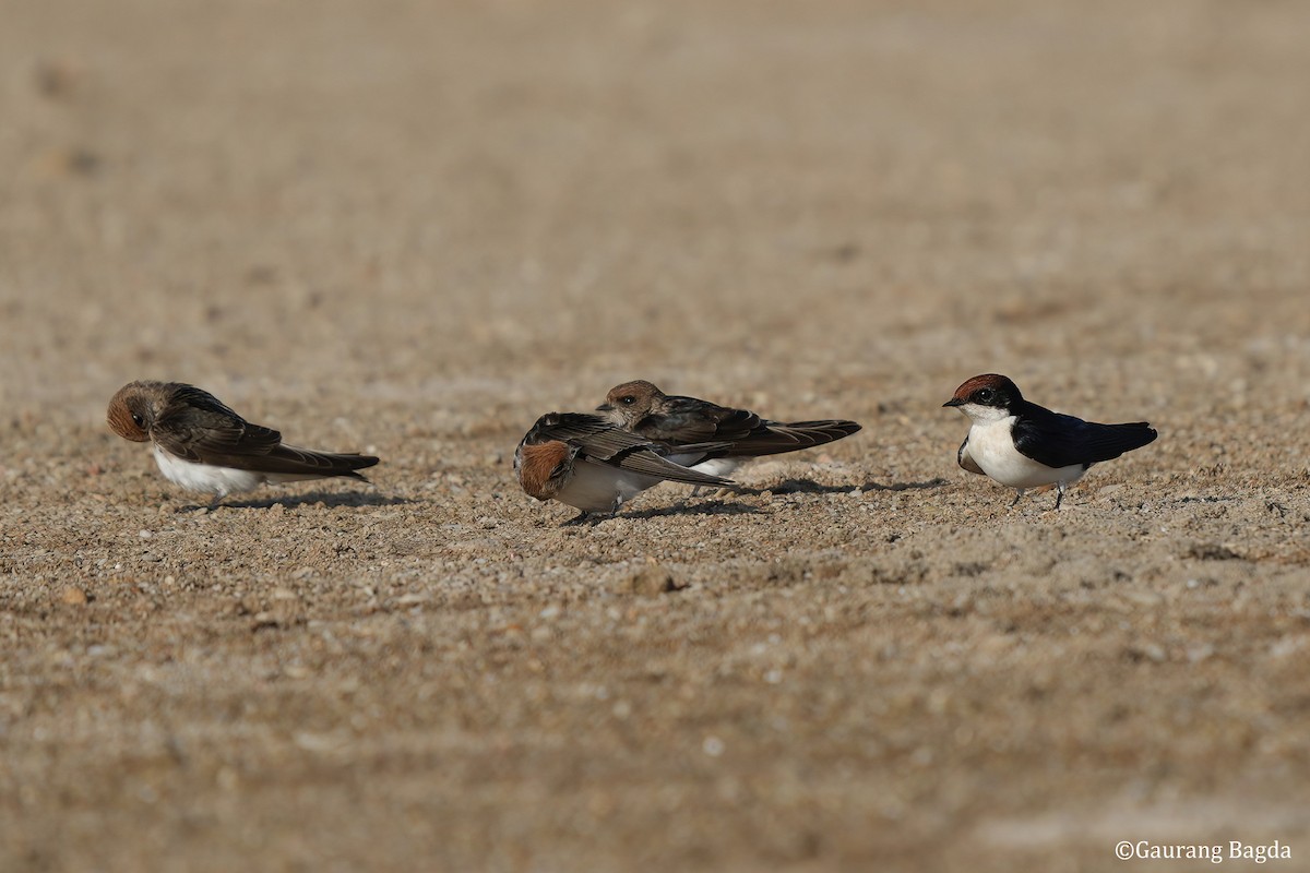 Wire-tailed Swallow - Gaurang Bagda