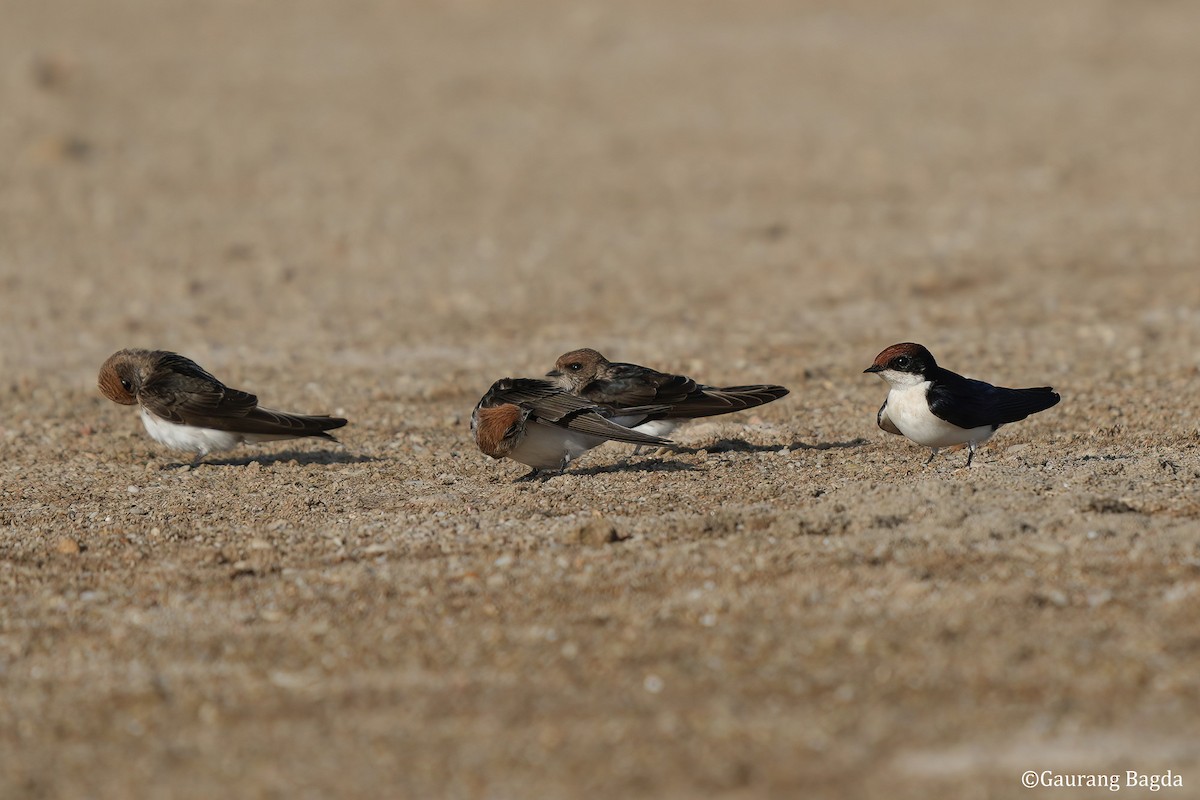 Wire-tailed Swallow - ML584877621