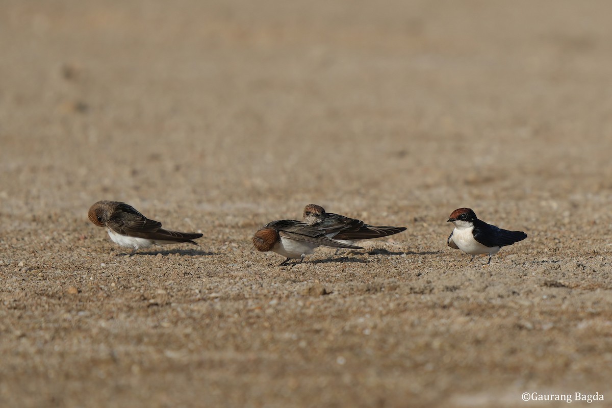 Streak-throated Swallow - ML584877681