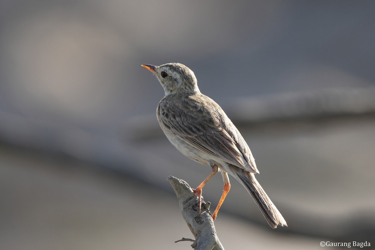 Paddyfield Pipit - ML584877841