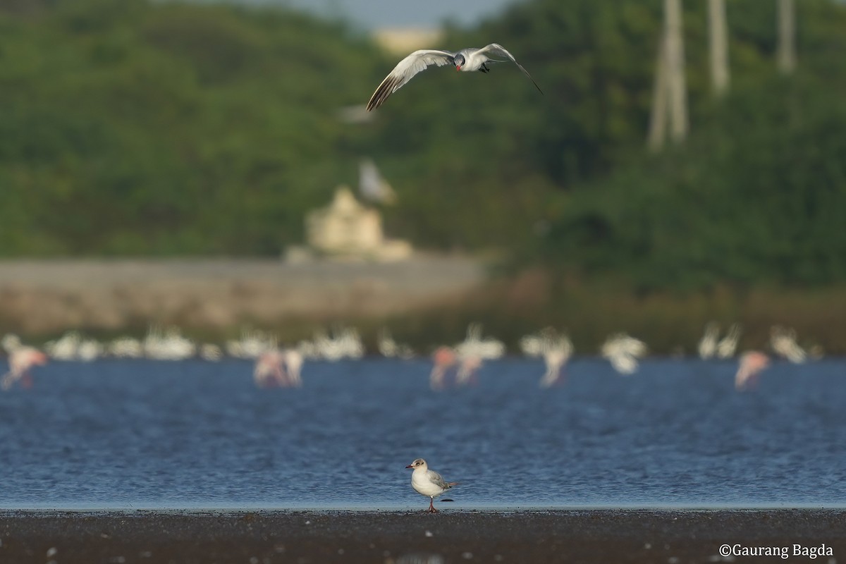 Brown-headed Gull - Gaurang Bagda