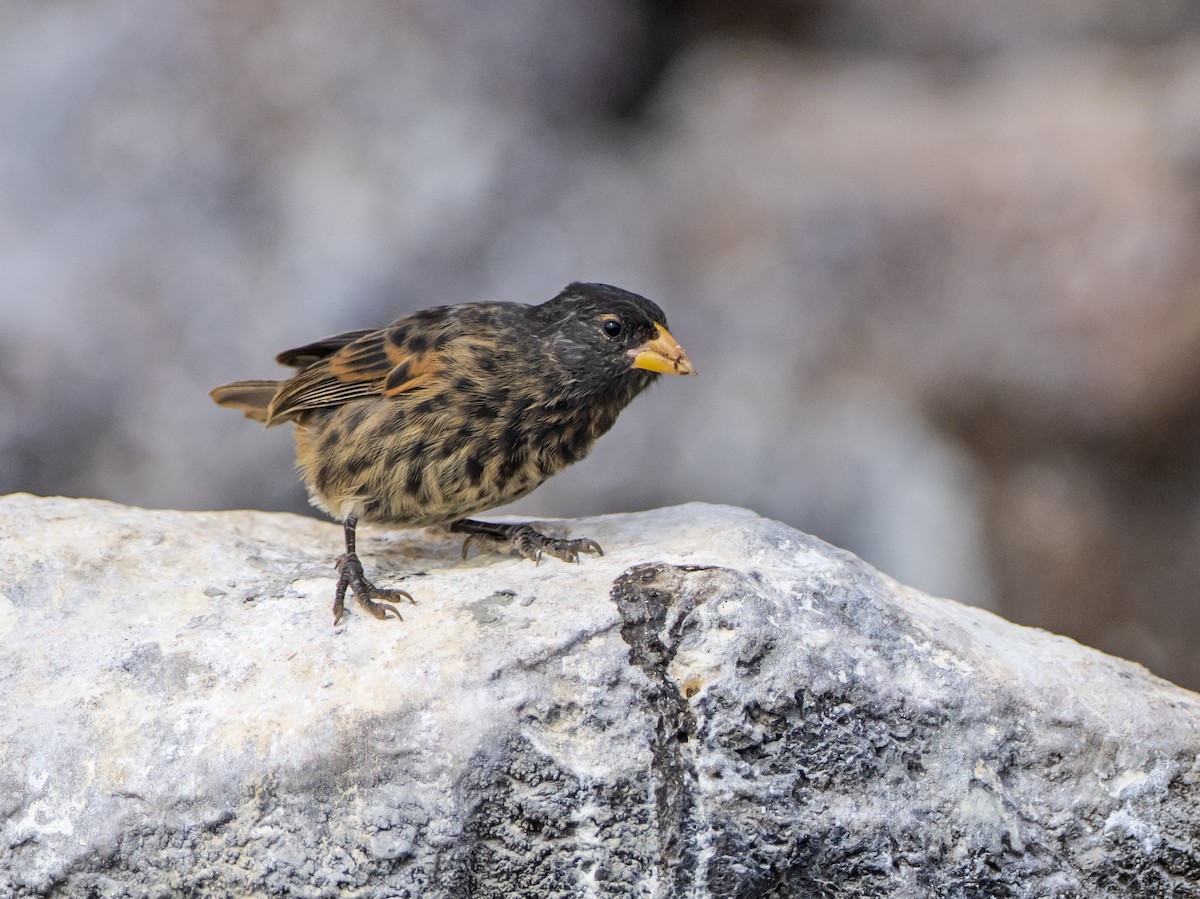 Vampire Ground-Finch - ML584878911