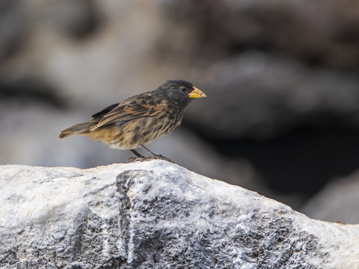 Vampire Ground-Finch - ML584878941