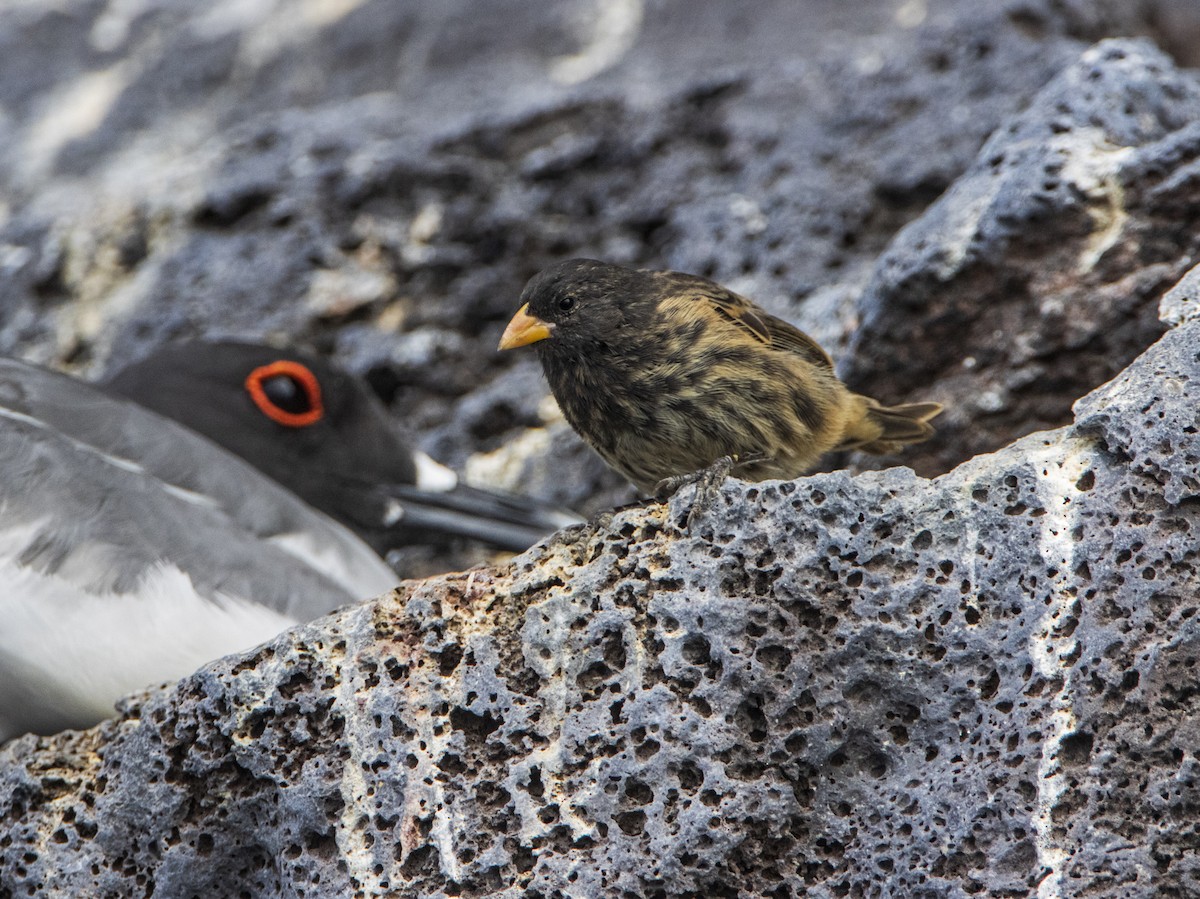 Vampire Ground-Finch - ML584878971