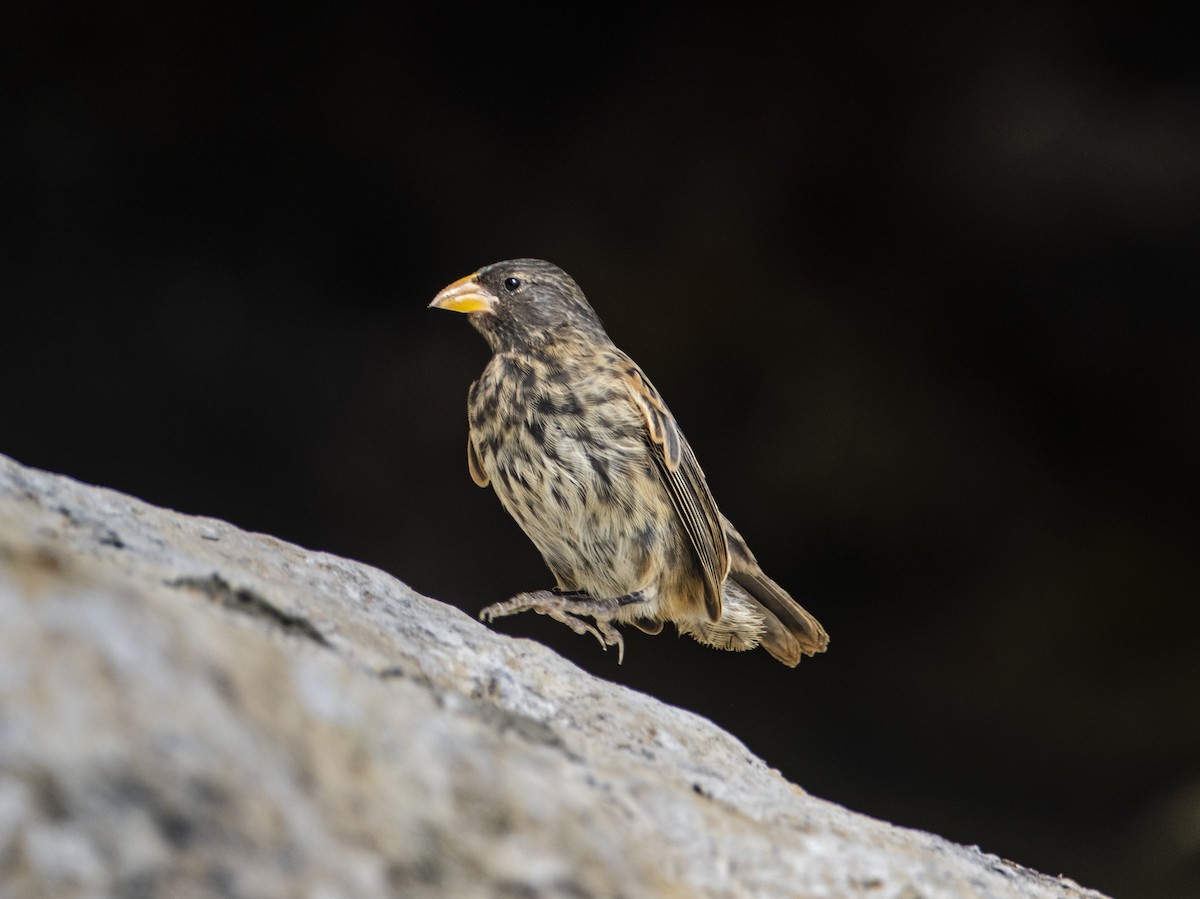 Vampire Ground-Finch - Dušan Brinkhuizen