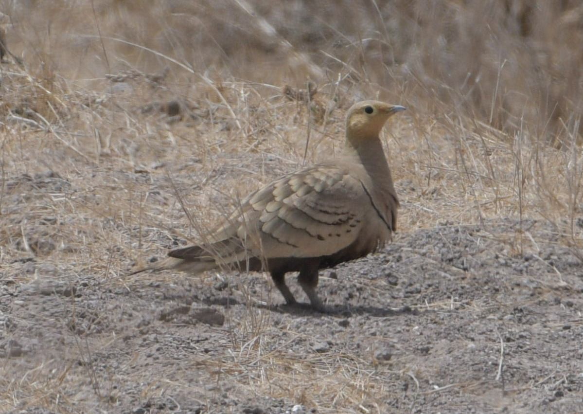 Chestnut-bellied Sandgrouse - ML58488011