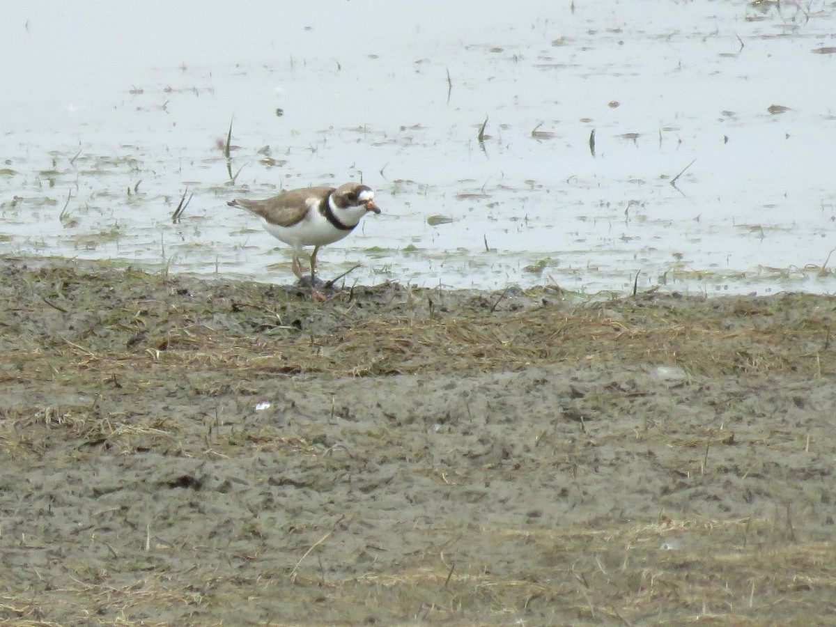 Semipalmated Plover - ML584880651