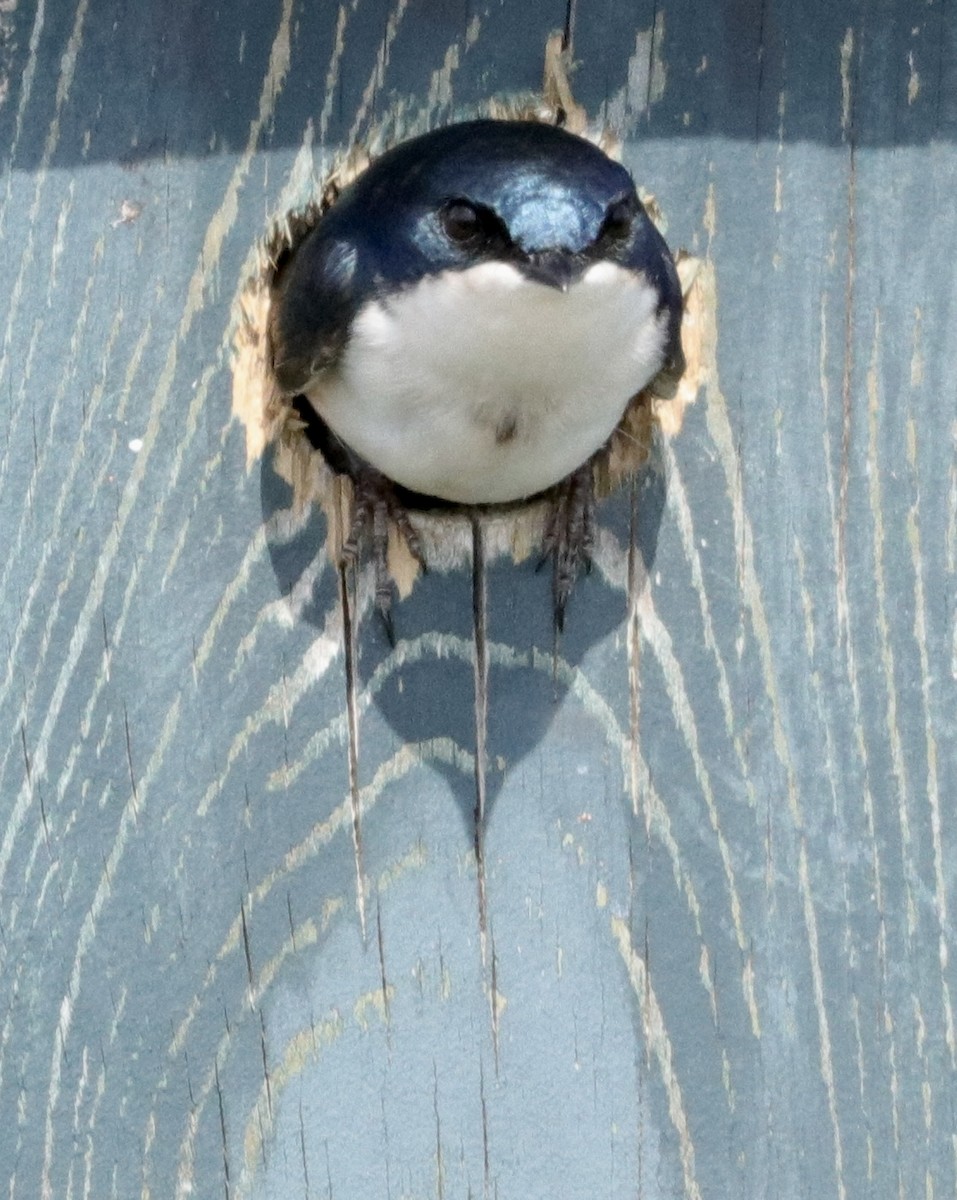 Tree Swallow - ML584880991