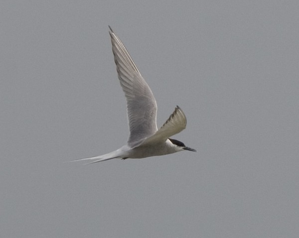 Arctic Tern - Kenn Kaufman
