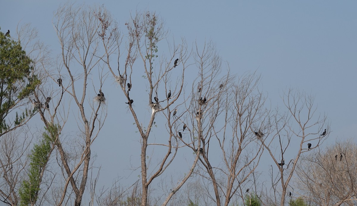 Double-crested Cormorant - ML584882121