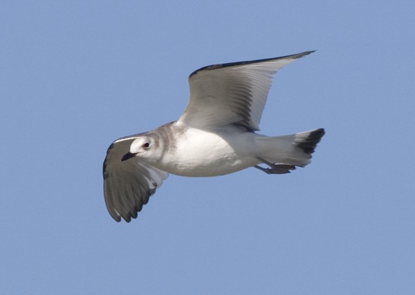 Sabine's Gull - Kenn Kaufman