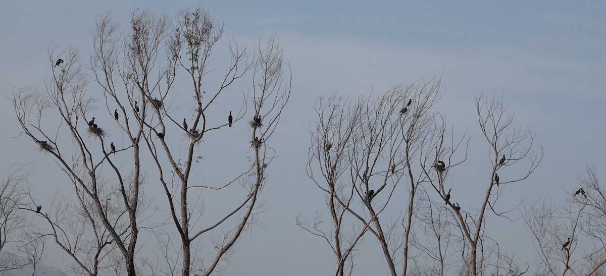 Double-crested Cormorant - ML584882171