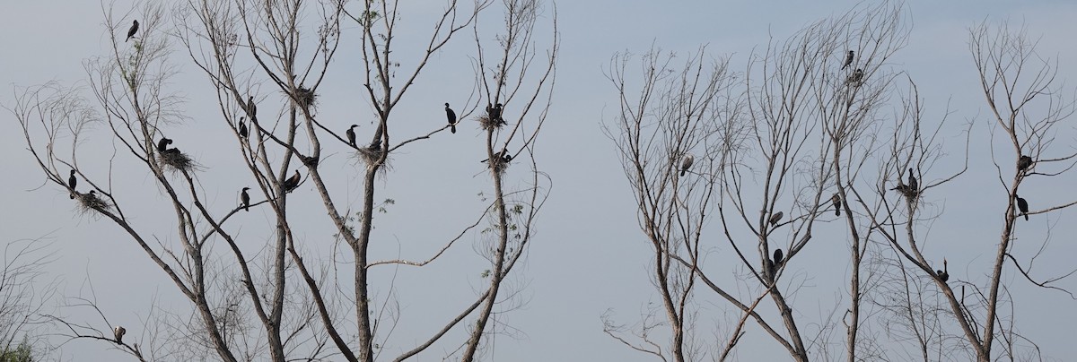 Double-crested Cormorant - ML584882181