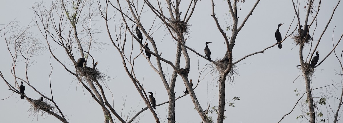 Double-crested Cormorant - ML584882361