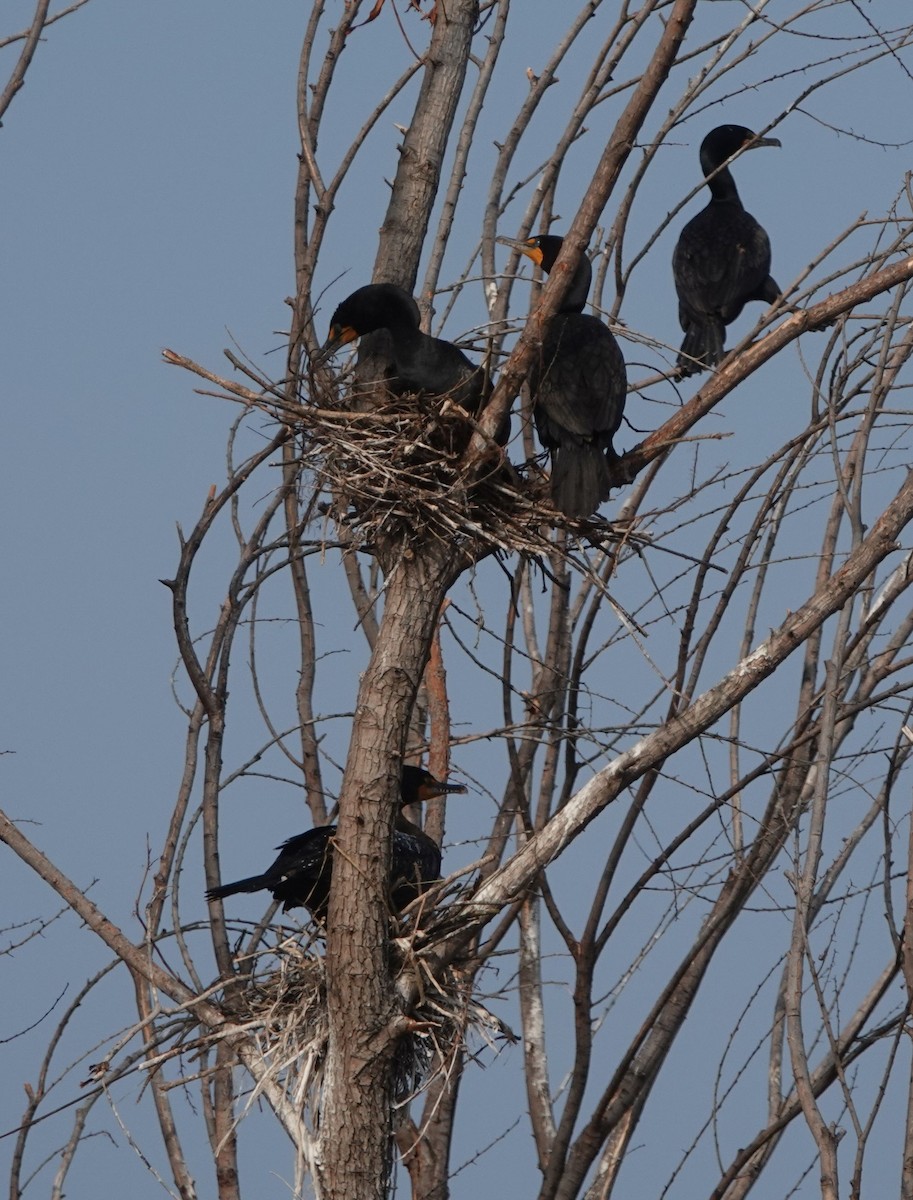 Double-crested Cormorant - ML584882421