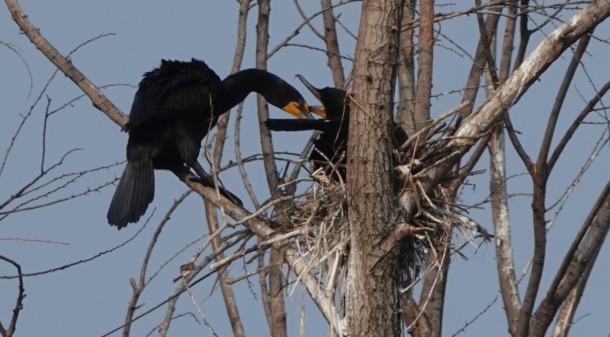 Double-crested Cormorant - ML584882431