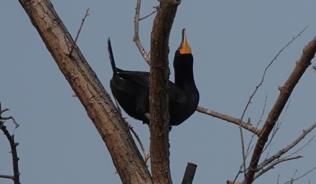 Double-crested Cormorant - ML584882471