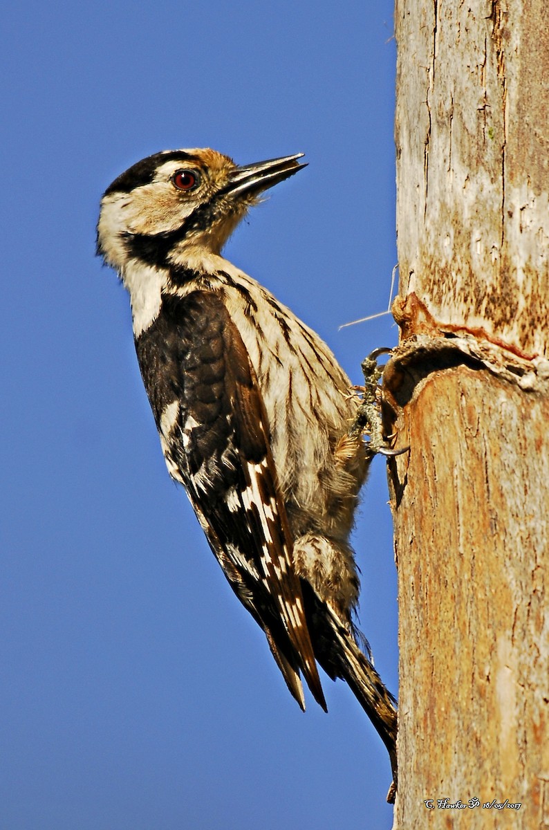 Lesser Spotted Woodpecker - ML58488321