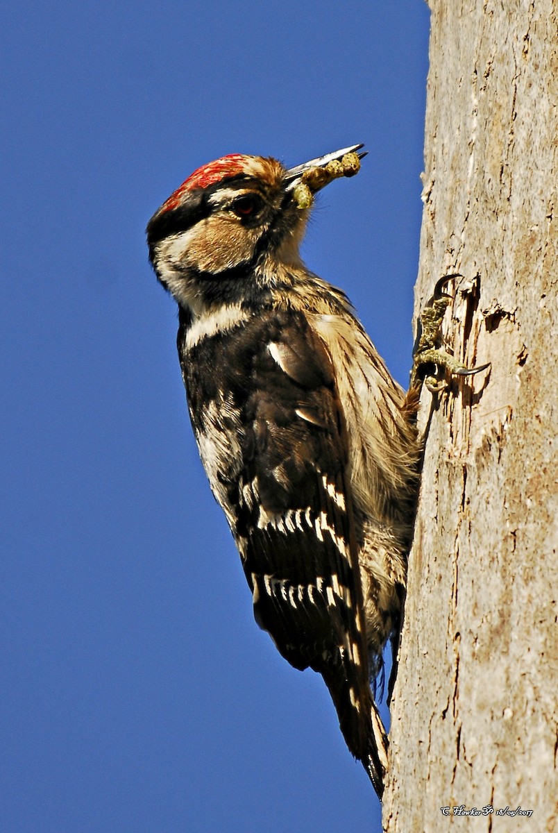 Lesser Spotted Woodpecker - ML58488331