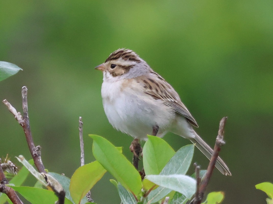 Clay-colored Sparrow - Steven Hemenway