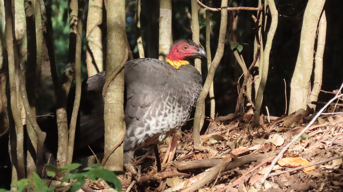 Australian Brushturkey - ML584885431