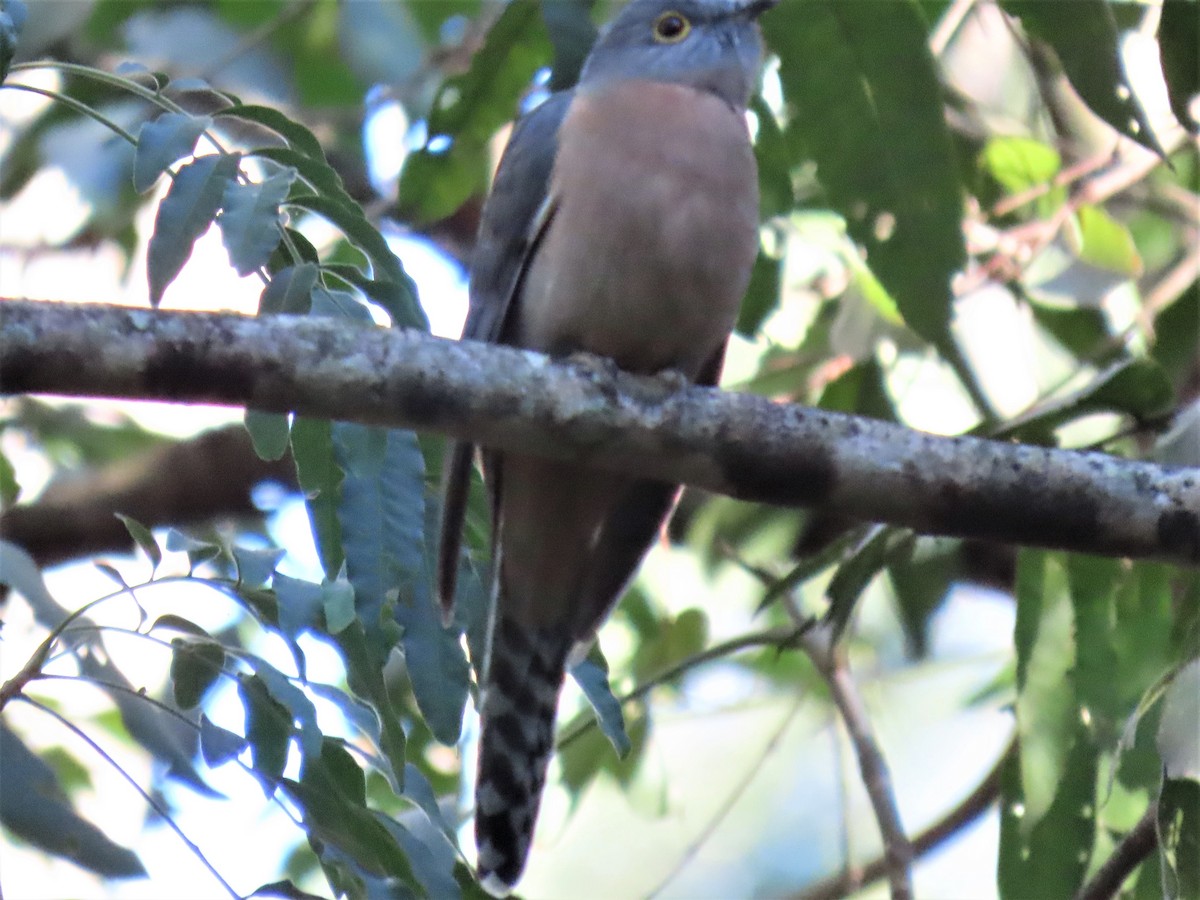 Fan-tailed Cuckoo - ML584885611