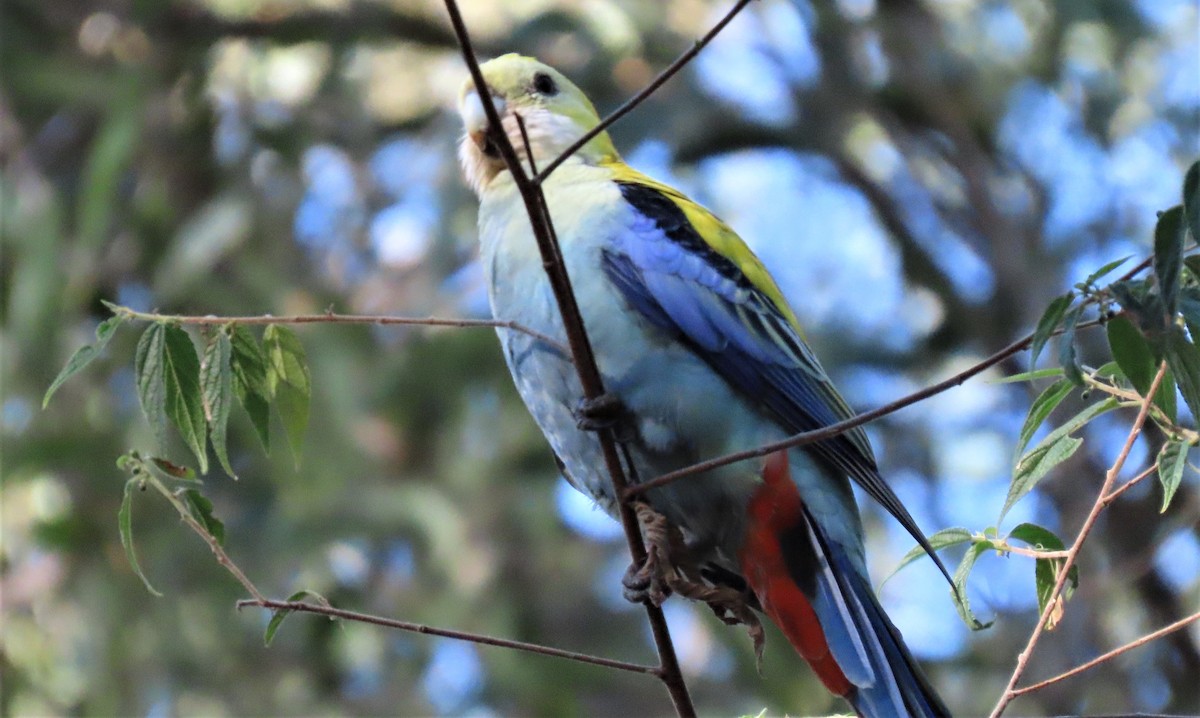 Pale-headed Rosella - ML584885661