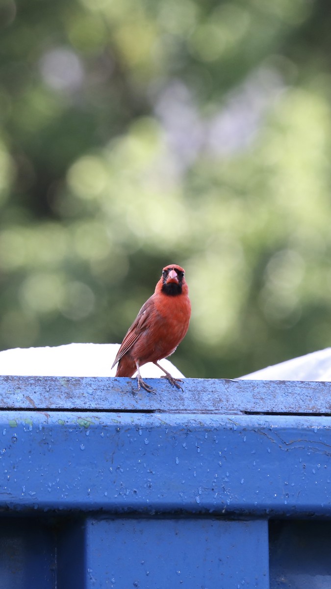 Northern Cardinal - ML584887181
