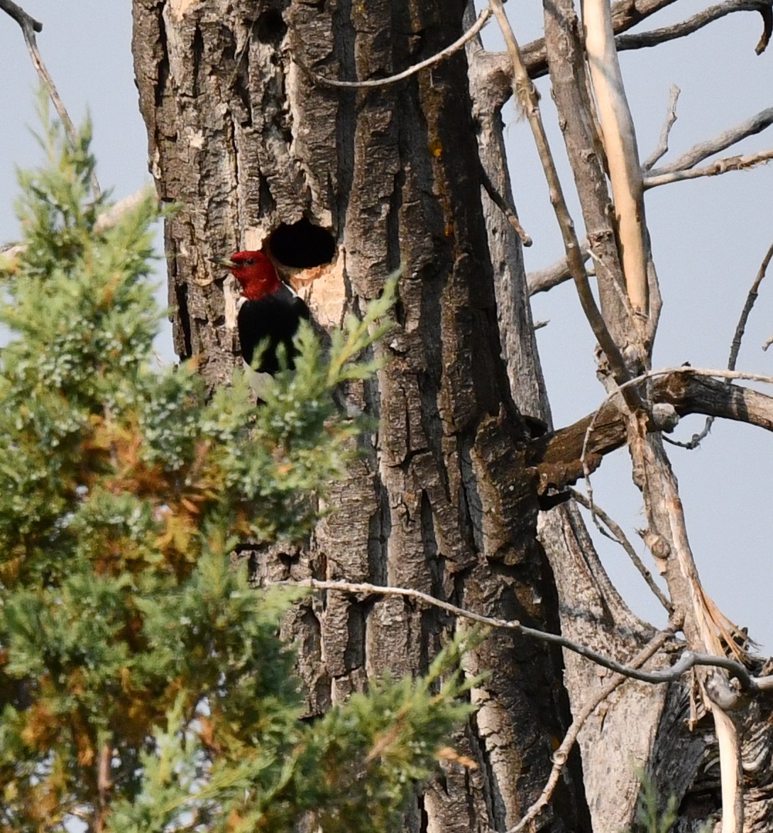 Red-headed Woodpecker - ML584887821