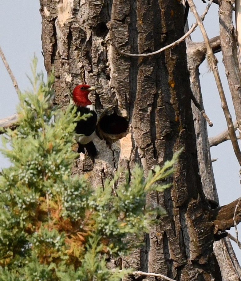 Red-headed Woodpecker - ML584887831