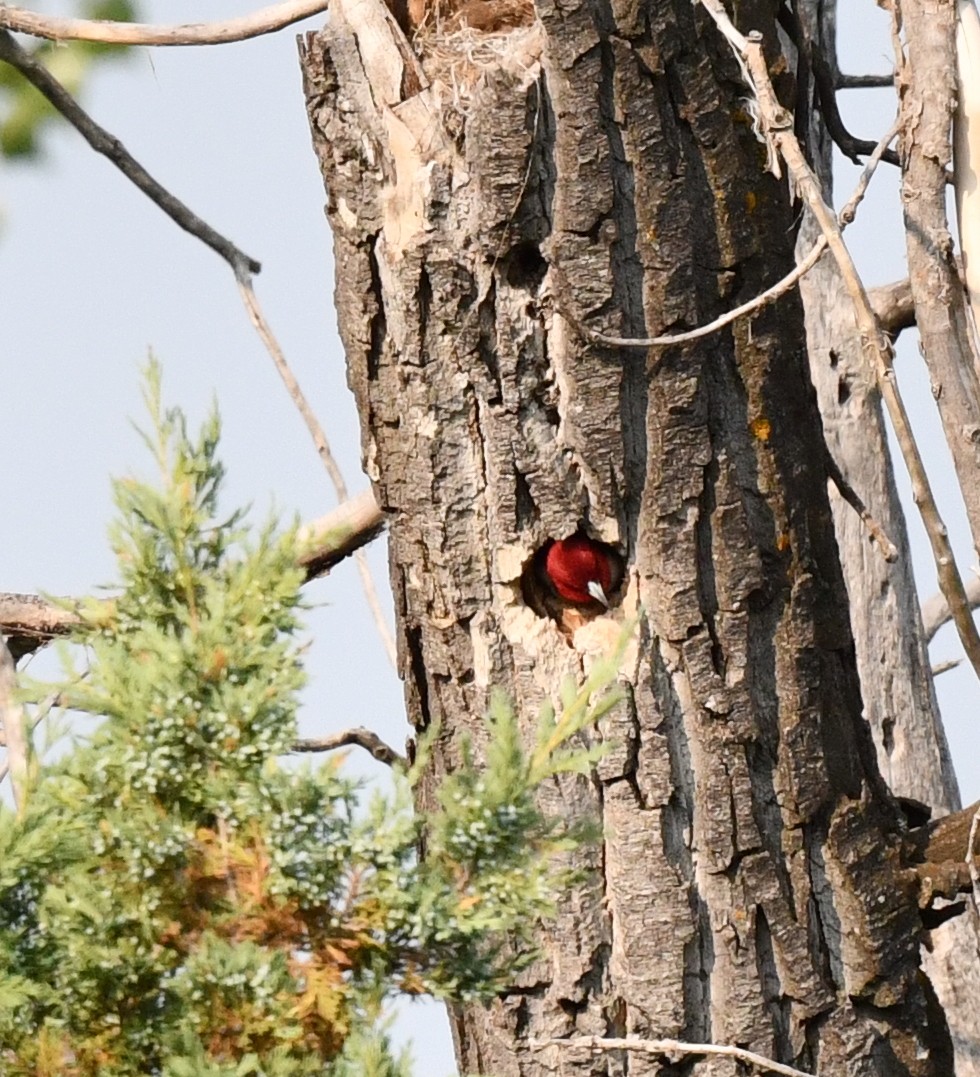 Red-headed Woodpecker - ML584887841