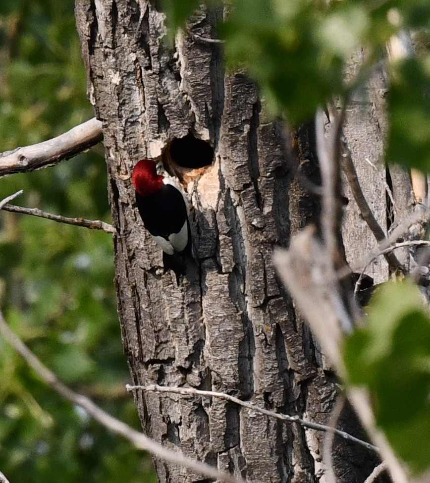 Red-headed Woodpecker - ML584887861