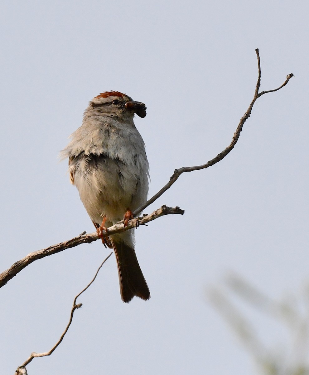 Chipping Sparrow - Kristen Cart