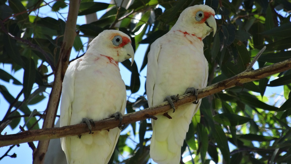 Long-billed Corella - Jesse Golden