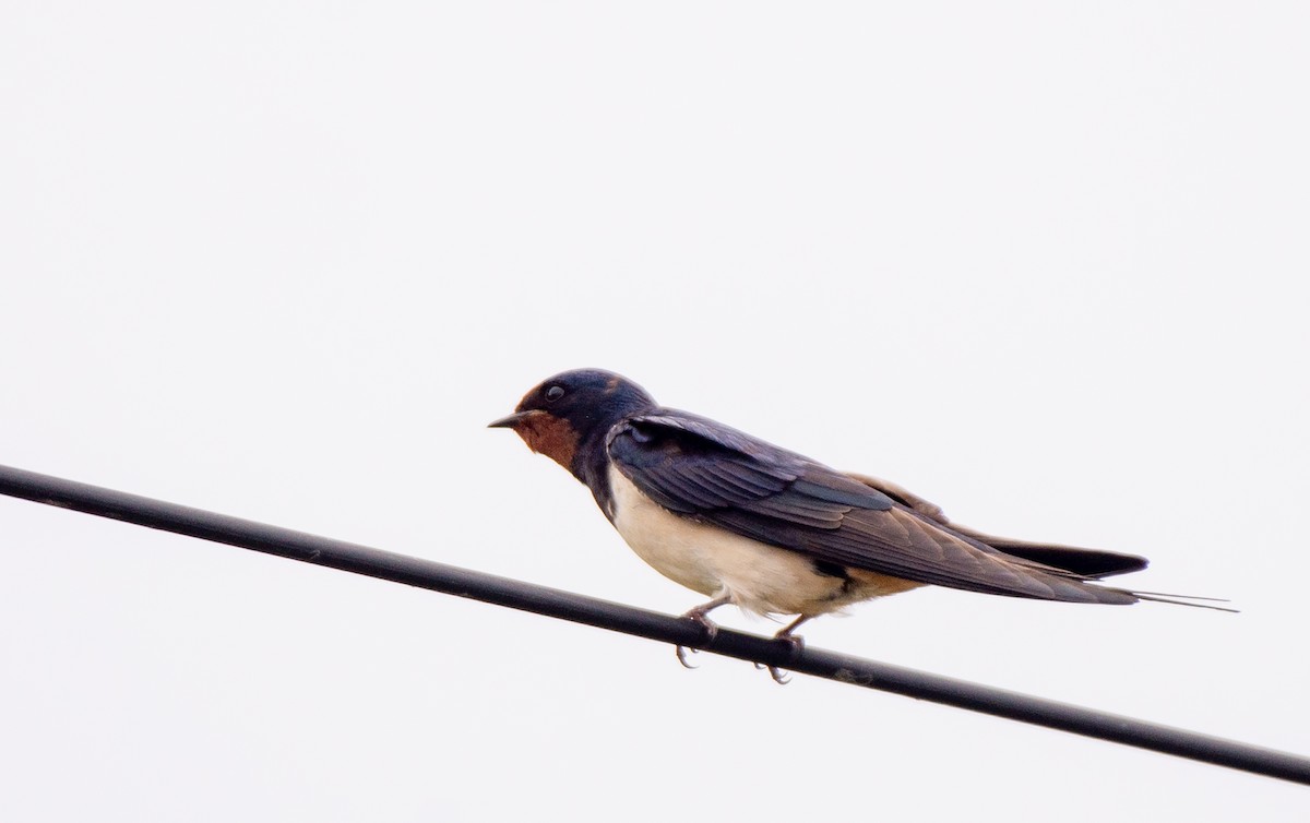 Barn Swallow (White-bellied) - Herb Elliott