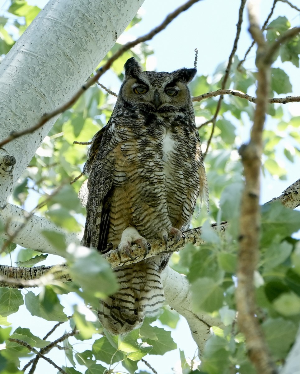 Great Horned Owl - ML584890131