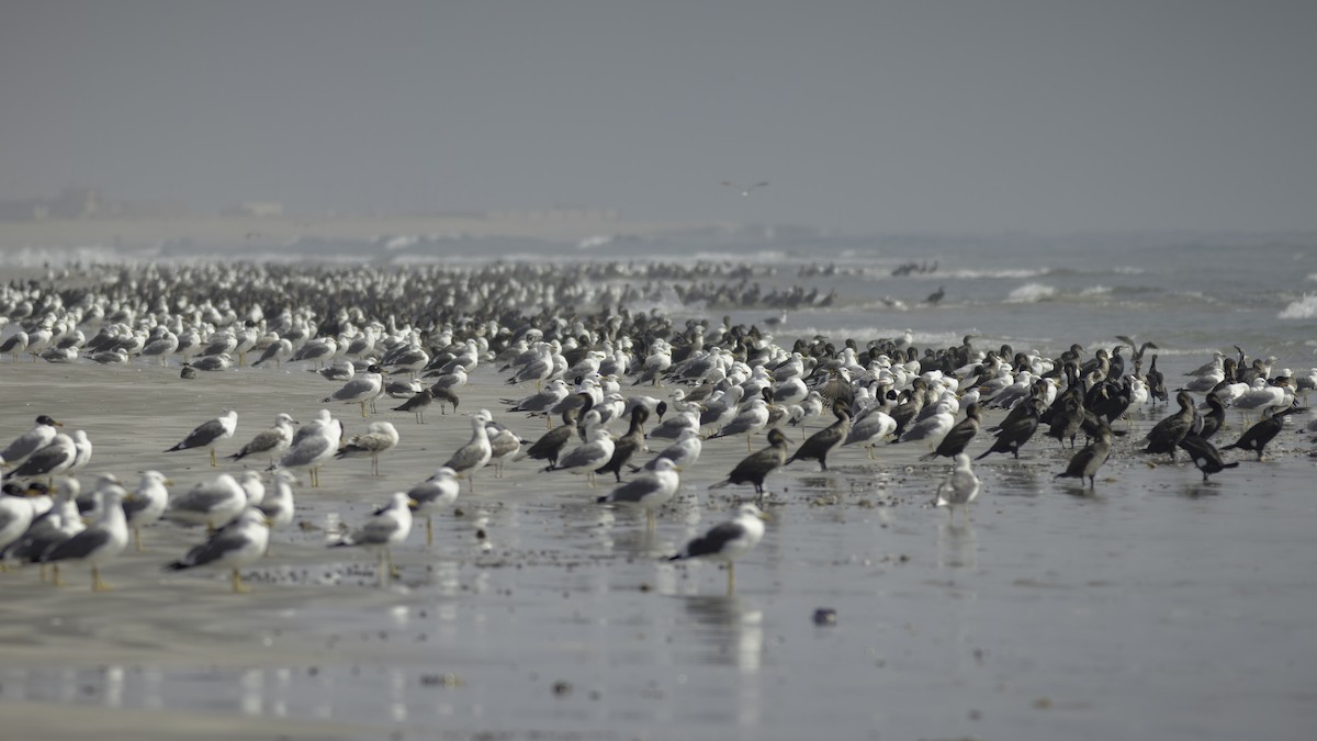 Lesser Black-backed Gull (Heuglin's) - ML584890831