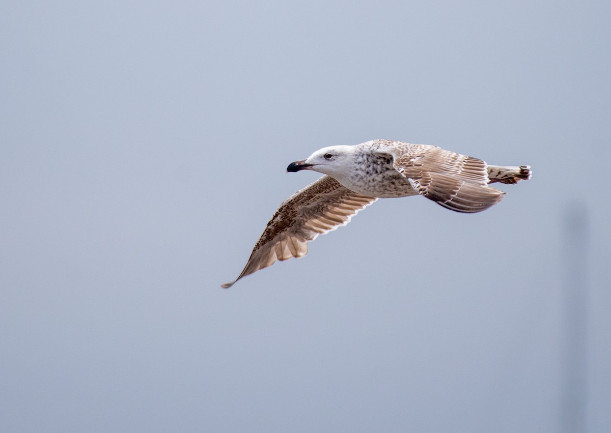 Great Black-backed Gull - ML584891741