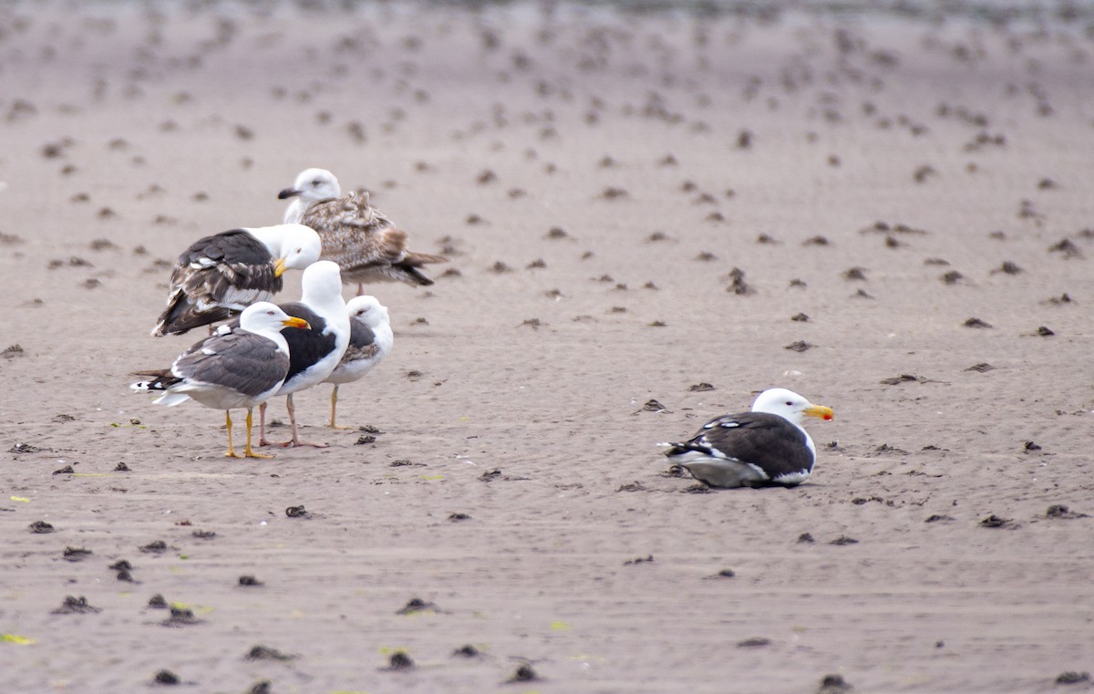 Gaviota Sombría (graellsii) - ML584892381