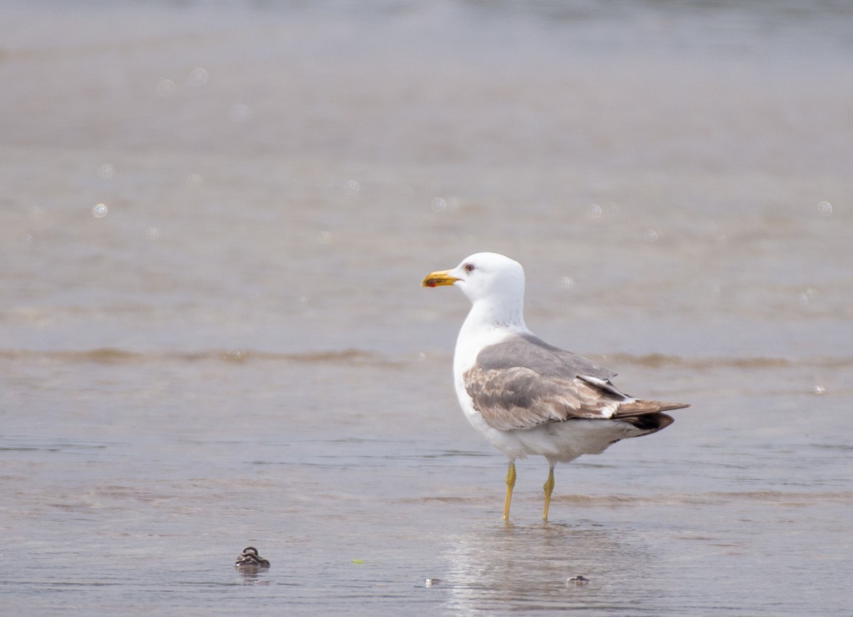 Lesser Black-backed Gull (graellsii) - ML584892781