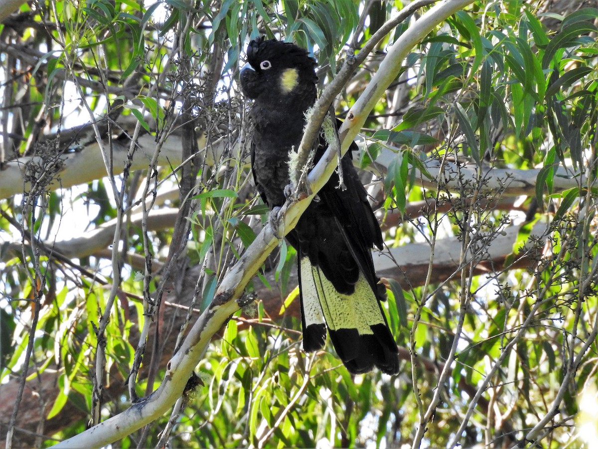 Yellow-tailed Black-Cockatoo - ML584892971