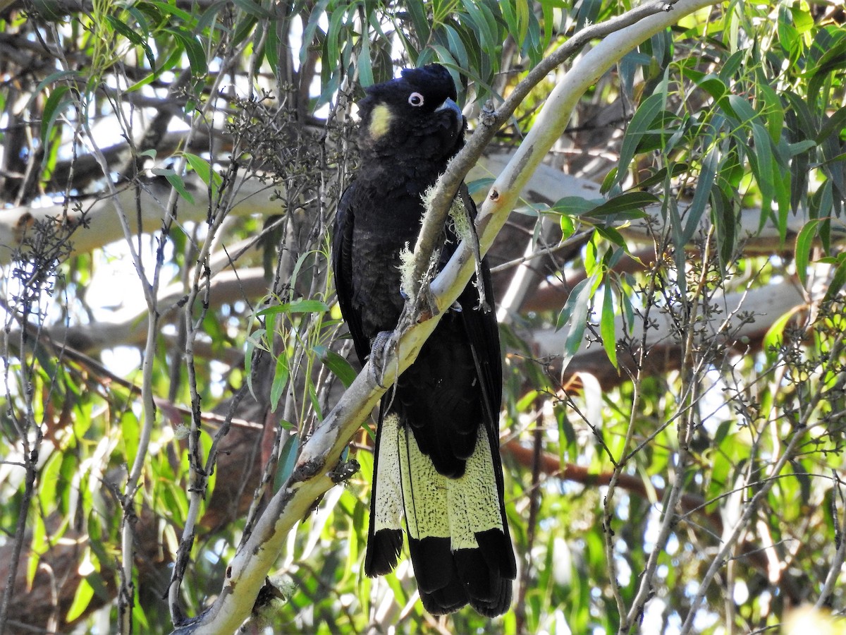 Yellow-tailed Black-Cockatoo - ML584892991