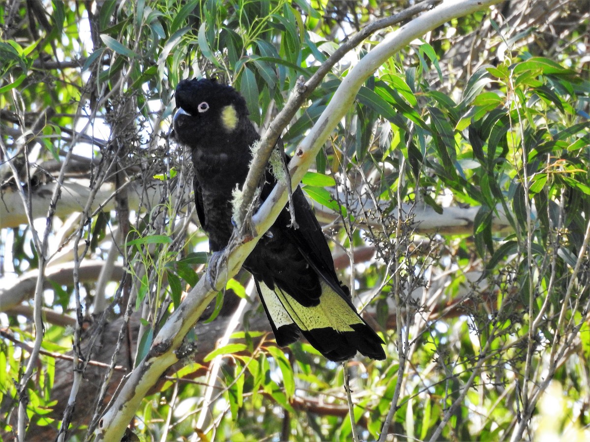 Yellow-tailed Black-Cockatoo - ML584893091