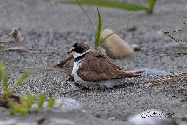 Semipalmated Plover - Denise Turley