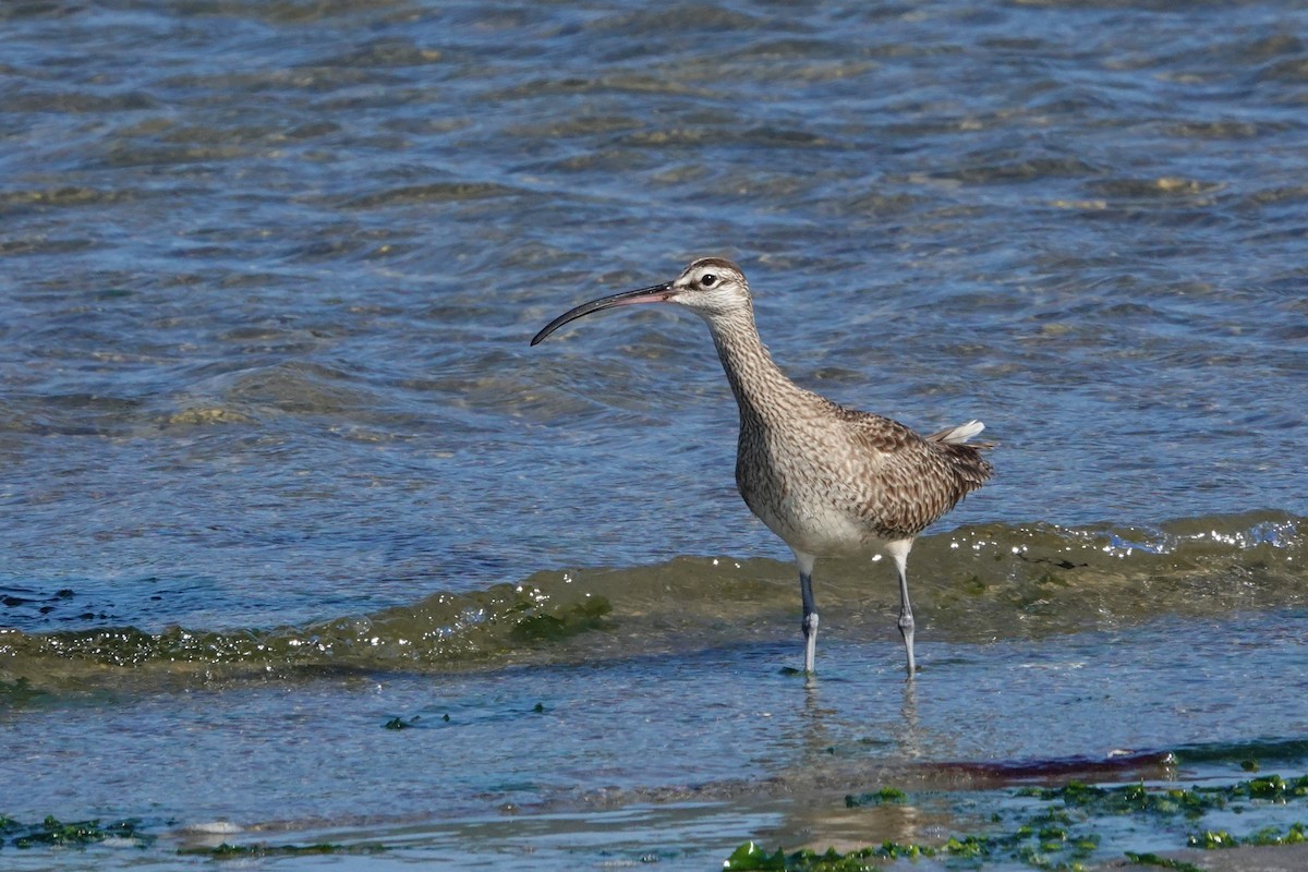 Whimbrel - Cliff Cordy