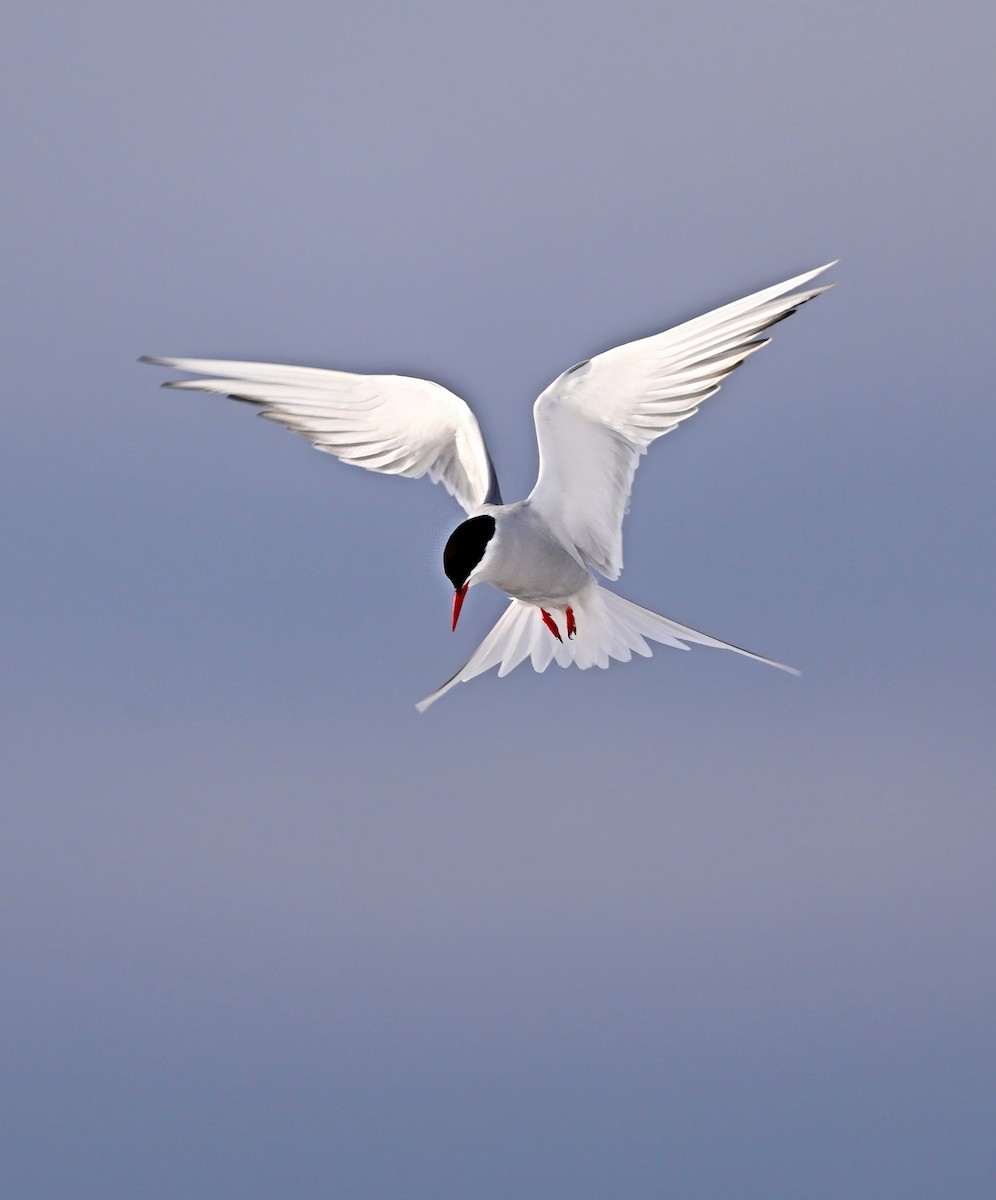 Arctic Tern - ML584895771