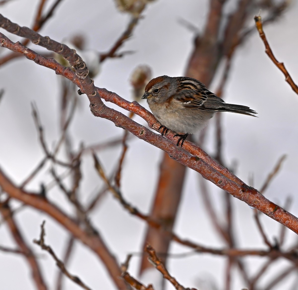 American Tree Sparrow - ML584895781