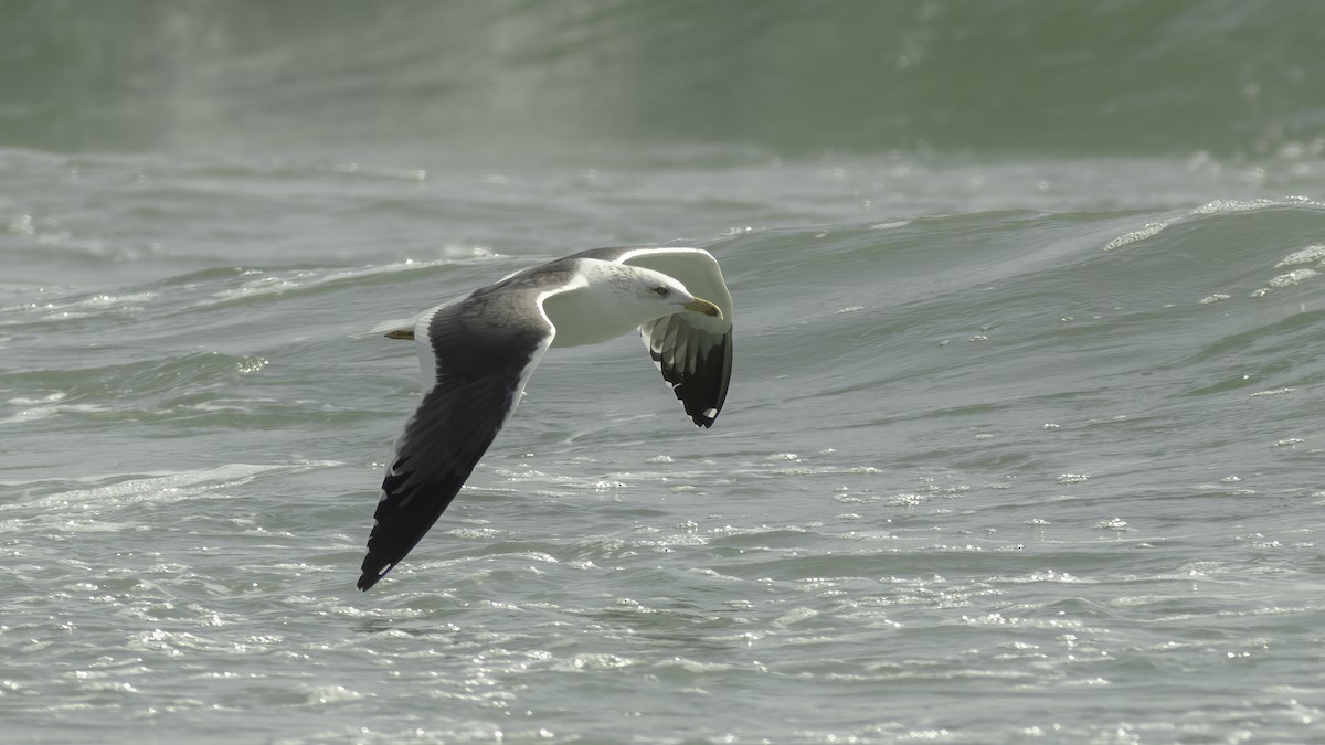 Lesser Black-backed Gull (Heuglin's) - Markus Craig
