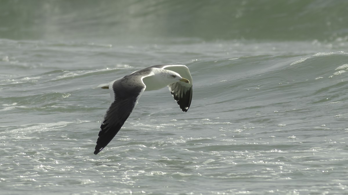 Lesser Black-backed Gull (Heuglin's) - ML584896211