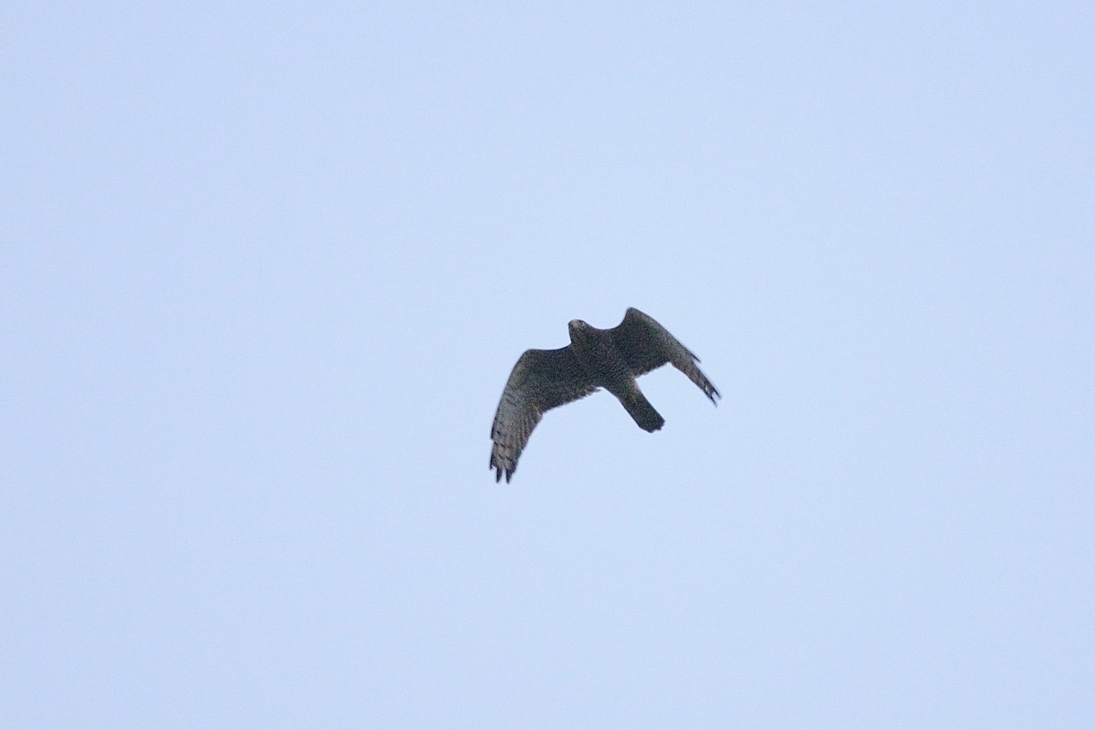 Gray-faced Buzzard - ML584896291